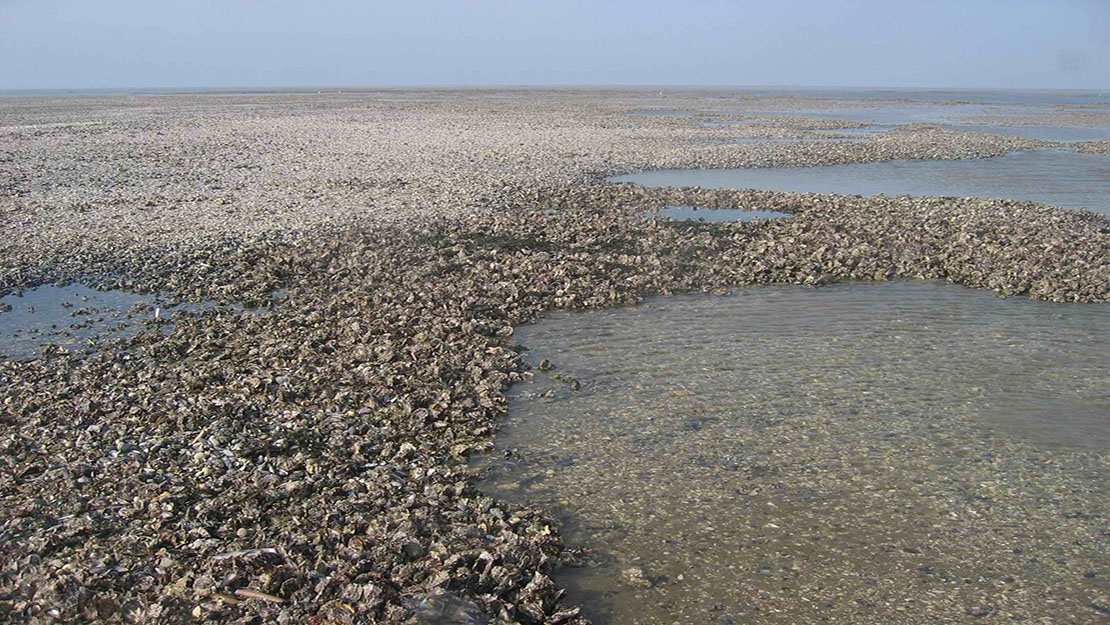 Heimische Auster AWI