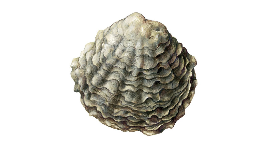 Heimische Auster AWI